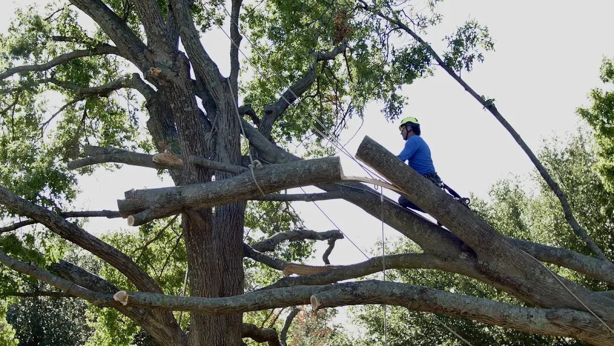 Professional Crown Thinning performed by certified arborists in West Babylon