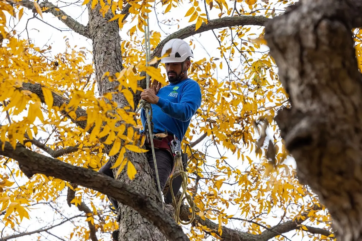Skilled Tree Pruning crew working in West Babylon